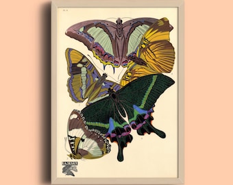 Vintage Butterfly Art Print: 1924 Eugène Séguy French Illustration