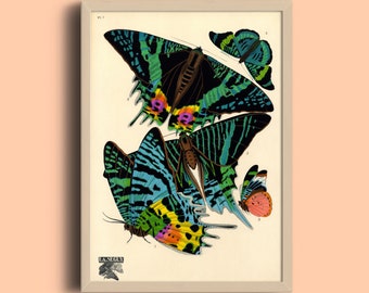 Eugène Séguy Butterfly Print: Vintage French Art Deco Poster