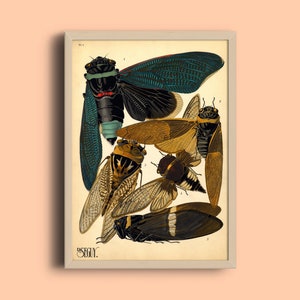 1924 Eugène Séguy Print - Vintage Insects Illustration - Art Deco Poster - Pattern Art Print - French Art Poster - Nature Wall Art - Bug Art