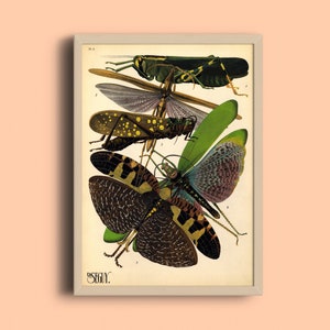 Eugène Séguy Insekten Druck: Vintage Art Deco Käfer Illustration