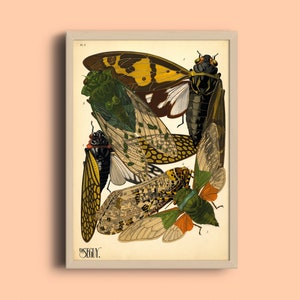 1924 Eugène Séguy Print - Vintage Insects Illustration - Art Deco Poster - Pattern Art Print - French Art Poster - Nature Wall Art - Bug Art