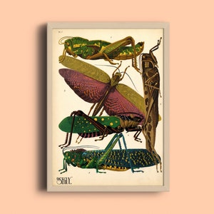 Eugène Séguy Insektstryck: Vintage Art Deco Bug Illustration