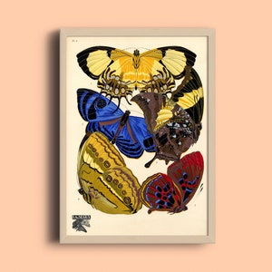1924 Eugène Séguy Print - Vintage Butterfly Illustration - French Papillon Art Poster - Art Deco Poster - Pattern Art Print -Nature Wall Art