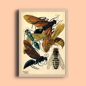 1924 Eugène Séguy Print - Vintage Insects Illustration - Art Deco Poster - Pattern Art Print - French Art Poster - Nature Wall Art - Bug Art