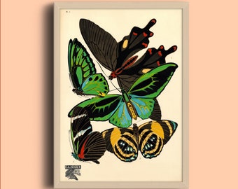 Eugène Séguy Butterfly Print: Vintage French Art Deco Papillon Poster