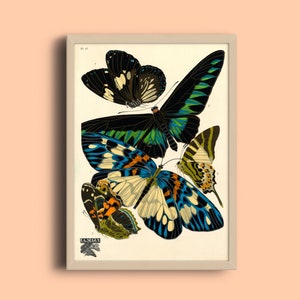 1924 Eugène Séguy Print - Vintage Butterfly Illustration - French Papillon Art Poster - Art Deco Poster - Pattern Art Print -Nature Wall Art