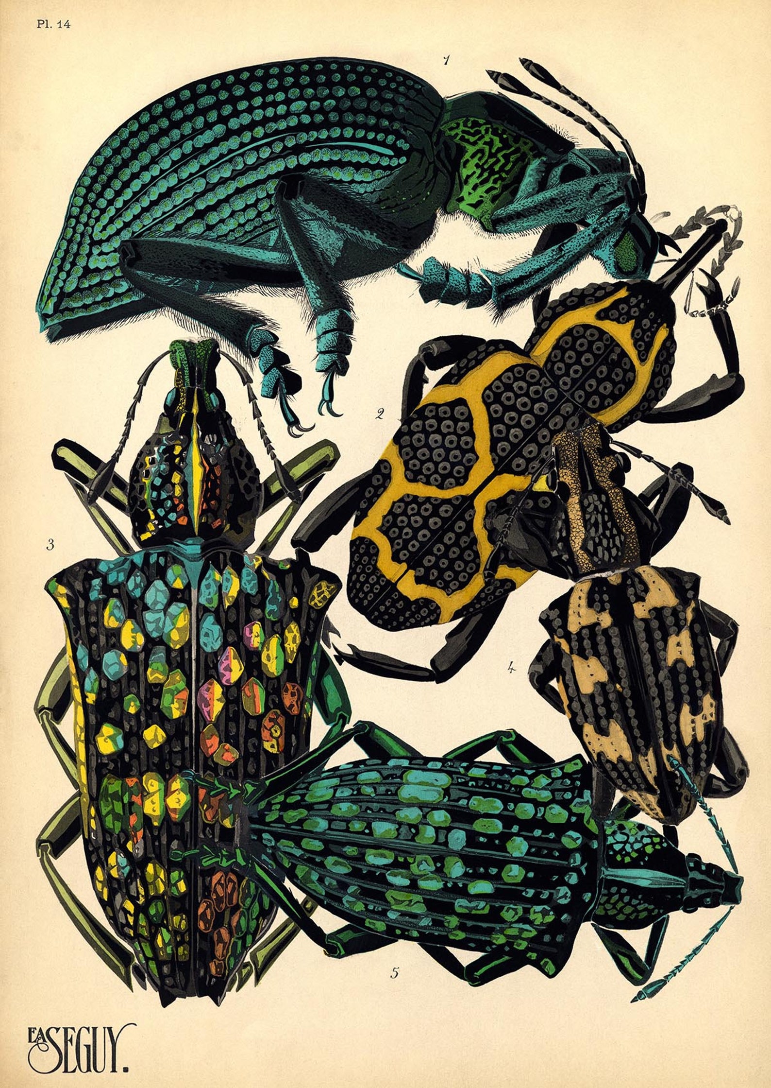 Eugène Séguy Insect Print: Vintage Art Deco Bug Illustration - Etsy