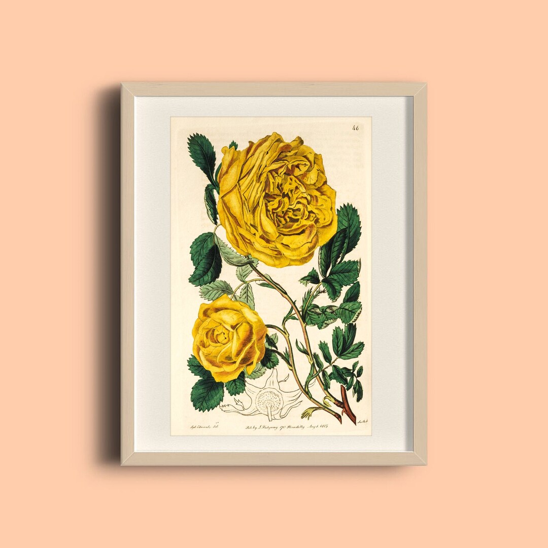 Yellow Sulphur Rose Print: Vintage Botanical Lithograph - Etsy