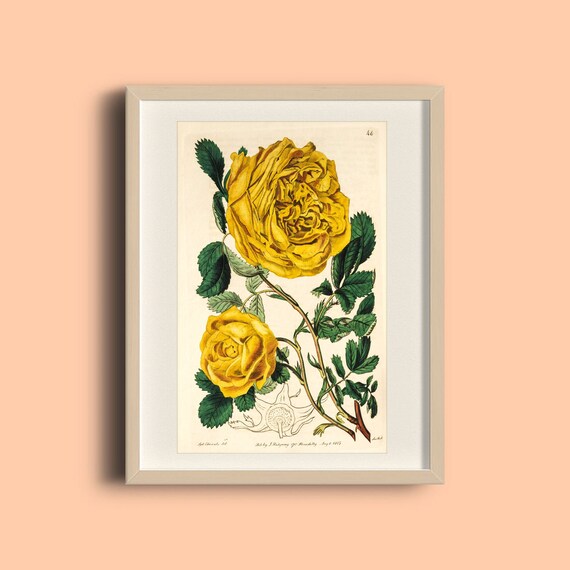 絵画 yellow roses by del gish 絵画 yellow roses by del gish 絵画 yellow roses by del gish
