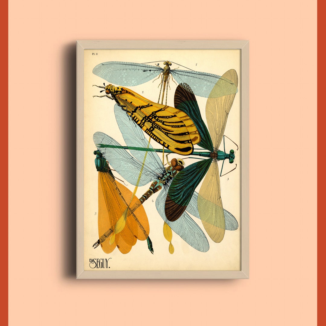 Eugène Séguy Insect Print: Vintage Art Deco Bug Illustration - Etsy