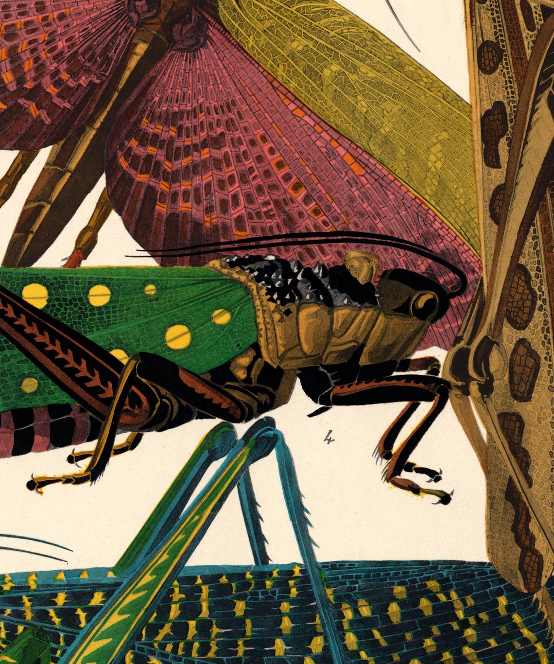 1924 Eugène Séguy Print Vintage Insects Illustration Art Etsy