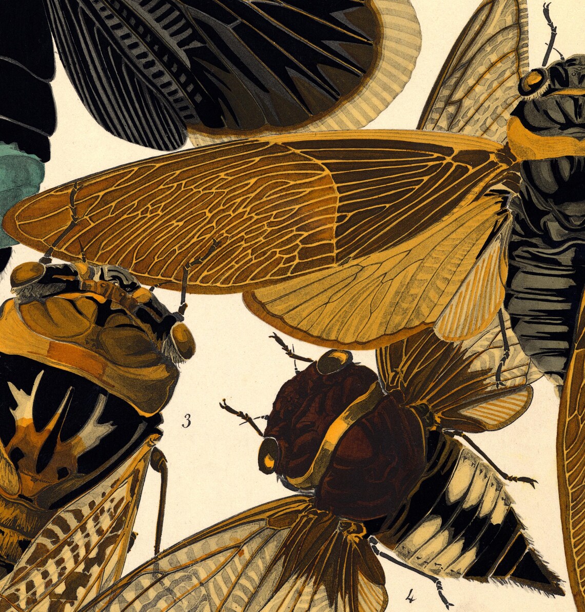 1924 Eug ne S guy Print Vintage Insects Illustration Art Etsy