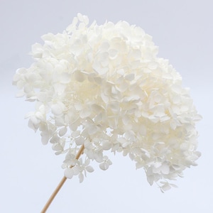 May include: A large, white dried hydrangea flower head with a long, thin stem. The flower is made up of many small, delicate petals.