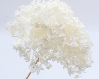 White Dried Hydrangea Large 1 Stem - Dried Preserved Flowers - Bouquet Boho Decor