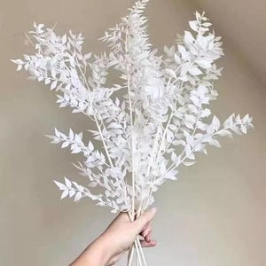 May include: A bunch of white dried eucalyptus branches with leaves. The branches are held in a hand.