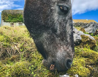 Horse Eating in Ireland - Digital Print - Travel Photography - Animal Photography - Travels in Ireland -