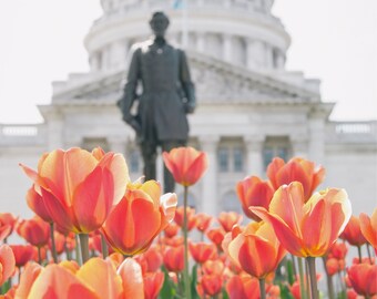 Tulips at the Capitol Building - Digital Print - Madison, WI - Tulips in Spring - Flower Photography -
