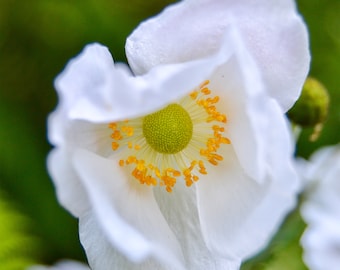 White Flower Photo - Digital Print - Flower Photography - Nature Photography - Flower Center -