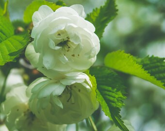 White Flower Bunch Photo - Digital Print - Flowers in Spring - Wisconsin in the Spring - Beautiful Blooms -