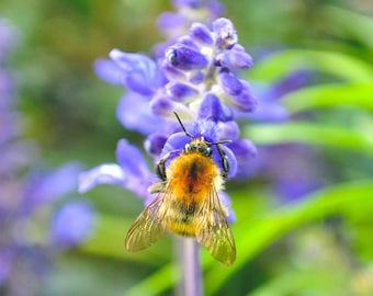 Bee on Purple Flower Photo - Digital Print - Flower Photography - Flower Print - Insects in Nature -