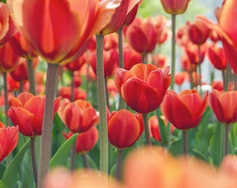 Tulips in the Springtime Photo - Digital Print - Madison, WI - Tulips in Bloom - Springtime Blooms - Flower Photography -
