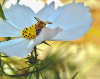 Bee on a Flower - Digital Print - Pollination - Flower Print - Insect Photograph - Home Decor -