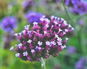 Purple Bloom in Ireland - Digital Print - Travel Photography - Flower Photo - Nature Photography -