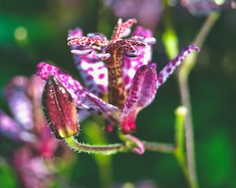 Purple Spotted Orchid Photo - Digital Print - Flower Photography - Ireland Flowers -