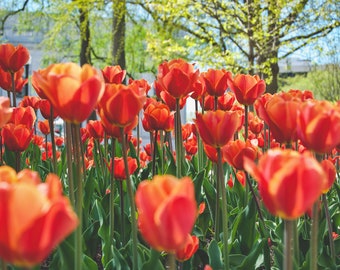 Tulips in Springtime Photo - Digital Print - Madison, WI - Springtime in Madison - Beautiful Tulips -
