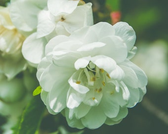 White Flower Blooms in Spring - Photo - Digital Print - Springtime in Madison -