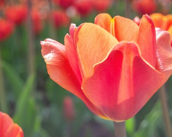 A Tulip in the Springtime - Digital Print - Flower Photography - Madison, WI - Tulip in Bloom -