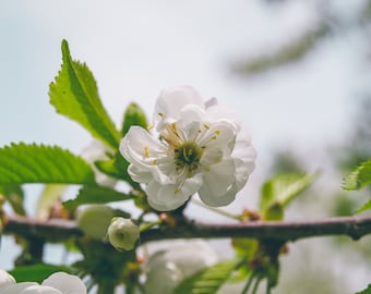 White Flower and Bud Photo - Digital Print - Springtime in Madison - Flower in Bloom - Madison, WI -