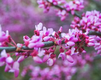 Pink Flowers on a Branch Photo - Digital Print - Pink Flowers - Spring Blooms -