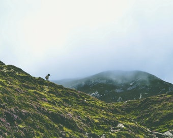 Lone Sheep on a Mountain - Digital Print - Travels Through Ireland - Landscape Photography -
