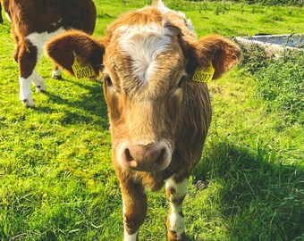 Cow Friend - Digital Print - Travel Photography - Ireland - Animal Photography - Aran Islands -