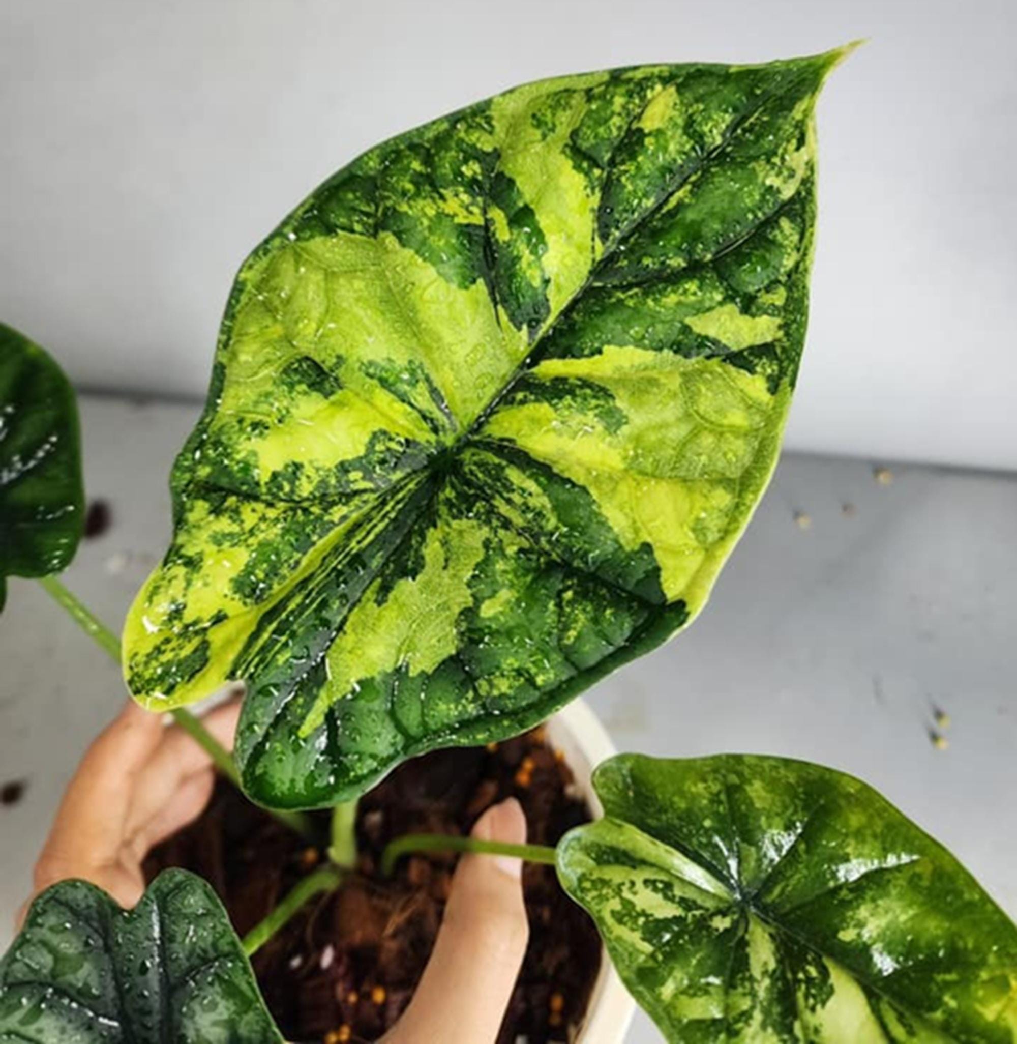 【即納&大特価】 sanderiana Alocasia - 日本 Etsy その他観葉植物
