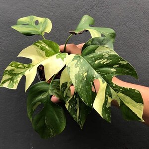 Rhaphidophora Tetrasperma Bont Zelden Binnen Buiten Beplanting Eenbladig Geworteld Knooppuntstekje