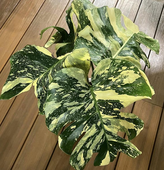 モンステラ・ポトス Monstera deliciosa Variegated Monstera Full Mint deliciosa borsigiana Variegata