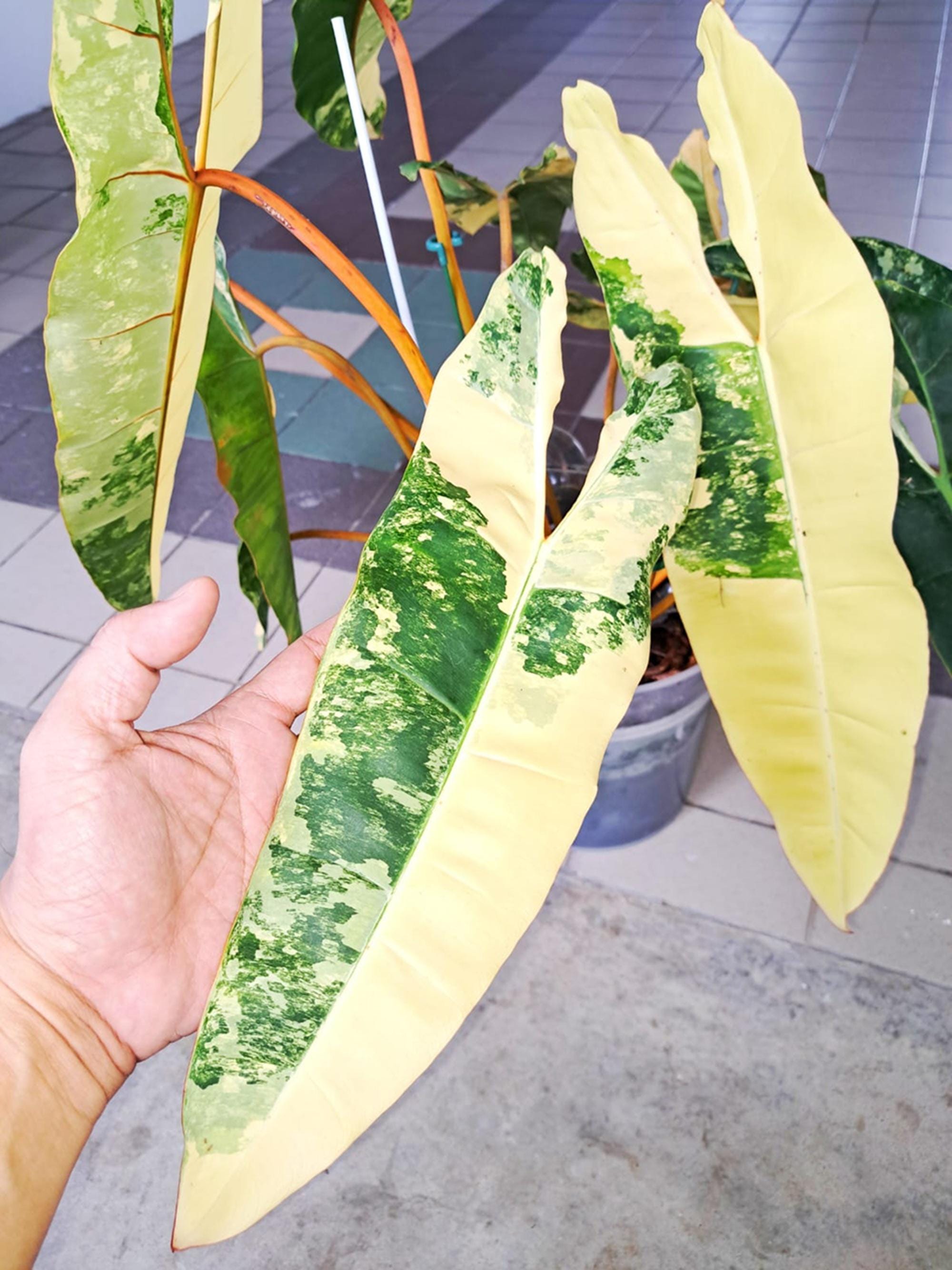 KhK-09》Philodendron Ilsemanni フィロデンドロン イルセマニー