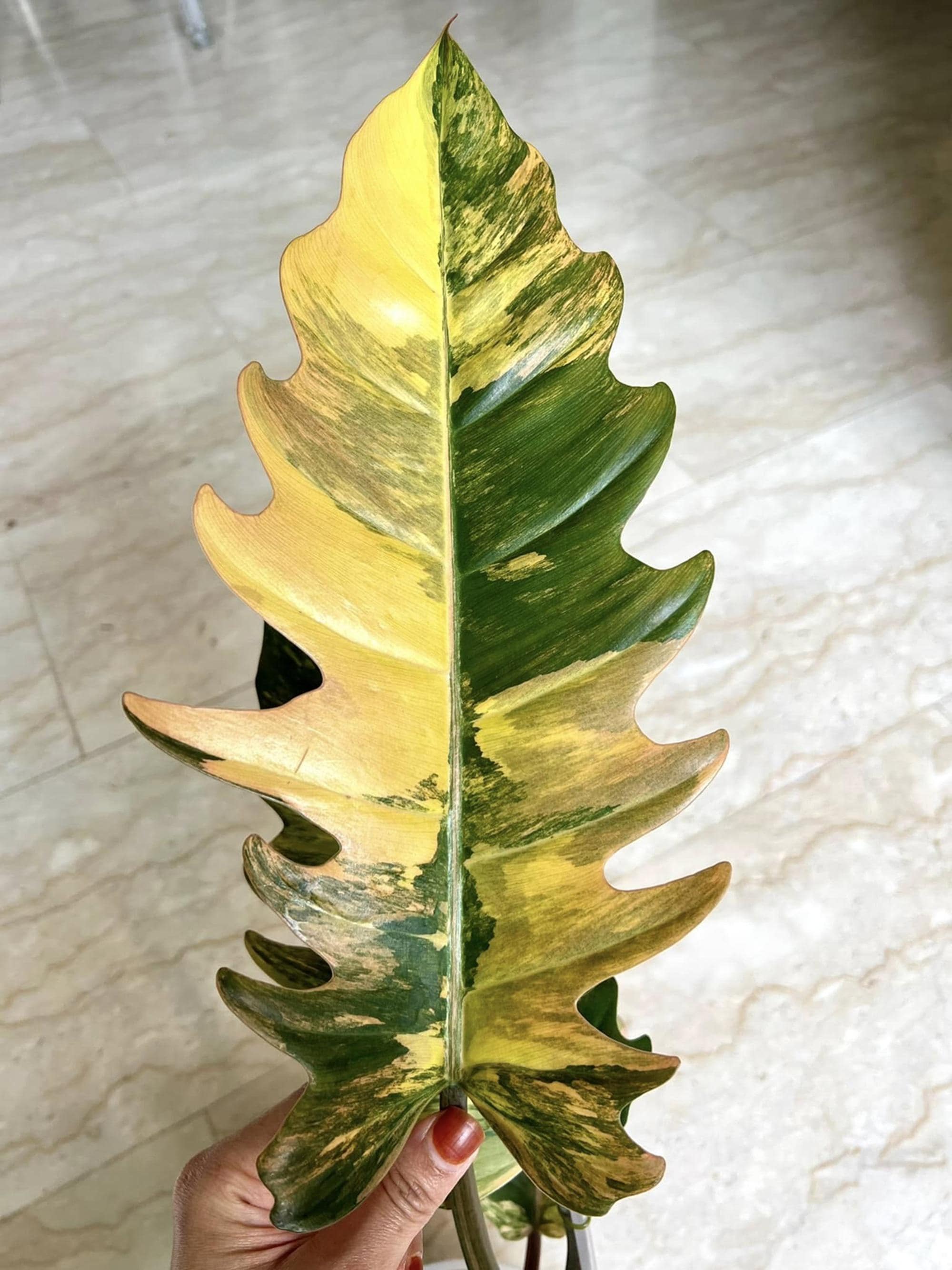Caramel marble philodendron - Etsy 日本
