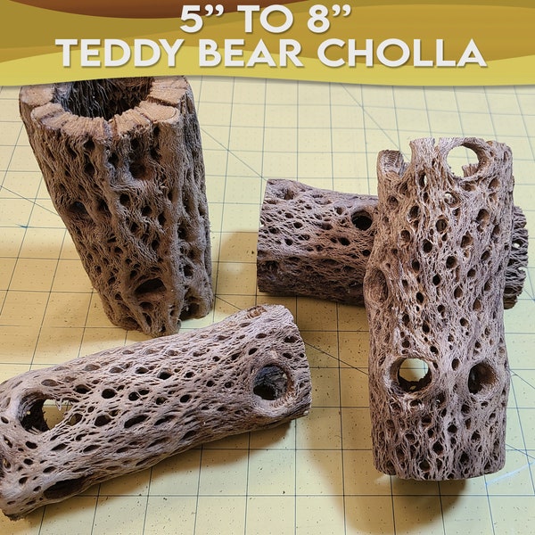 5" to 8" Pick-a-Size Cholla Wood - Teddy Bear Cactus Species - Beautiful Unique One-of-a-Kind Pieces