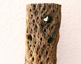 6" Teddy Bear Cholla Cactus Wood (Random Straight Piece) For Aquarium, Craft - 1.5 to 2 inch wide