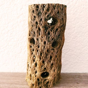 6" Teddy Bear Cholla Cactus Wood (Random Straight Piece) For Aquarium, Craft - 1.5 to 2 inch wide