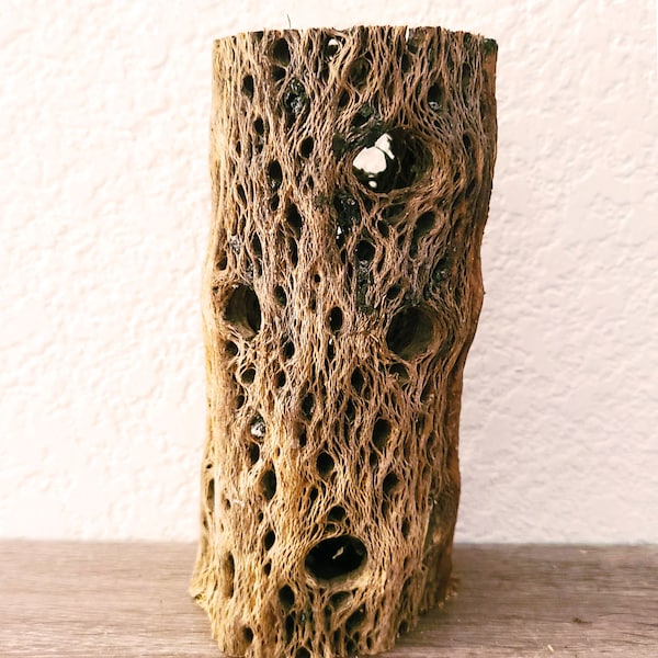 6" Teddy Bear Cholla Cactus Wood (Random Straight Piece) For Aquarium, Craft - 1.5 to 2 inch wide