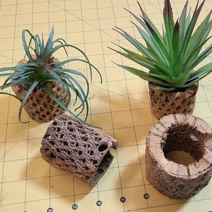 Air Plant Holder / Pot 4 Pack - Made of the Rare Teddy Bear Cholla Species Cactus Wood - Holder Only