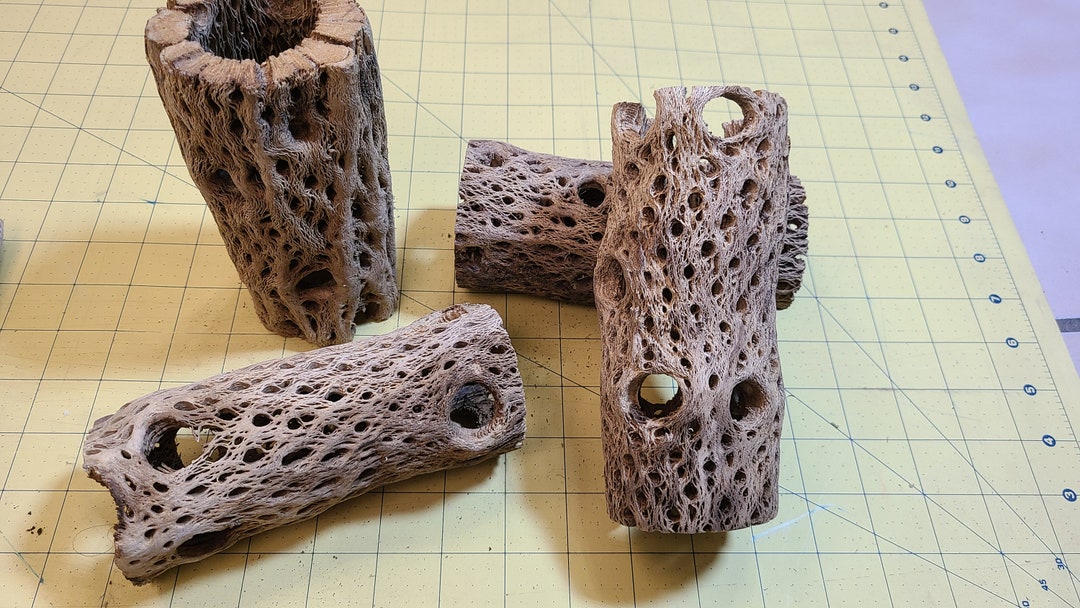 Aquarium Driftwood Cholla Cactus Wood Teddy Bear Isopods Biofilm 6 Etsy