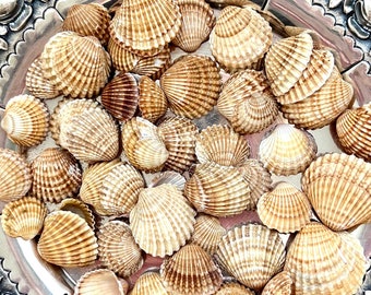 Cockle Shells for Crafts, Shell Wreath, Shells for Candle Making,Coastal Decor, Garden Decor, Shells for Art, Jewelry Making,20 Small Shells