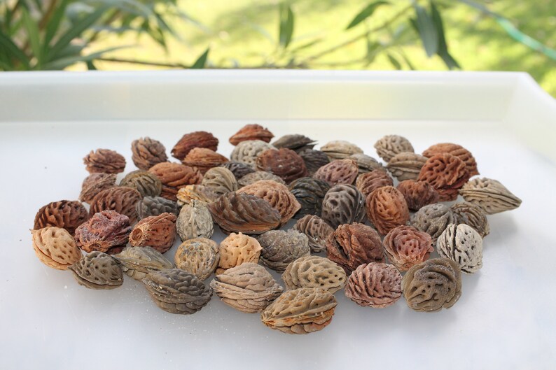 Perzik pit drijfhout kernels Oceaan getrommelde perzik pits Etsy