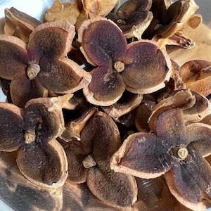 Vainas de semillas de camelia para manualidades, vainas únicas, arreglos florales secos, coronas de camelia, vainas de semillas secas inusuales, decoración de otoño, 12 vainas