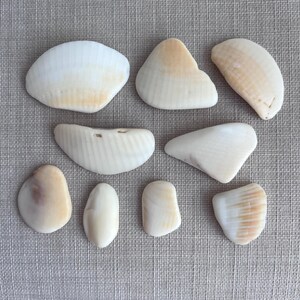 9 Smooth Shell Pieces for Art Projects, Beautiful Shell Fragments for ...